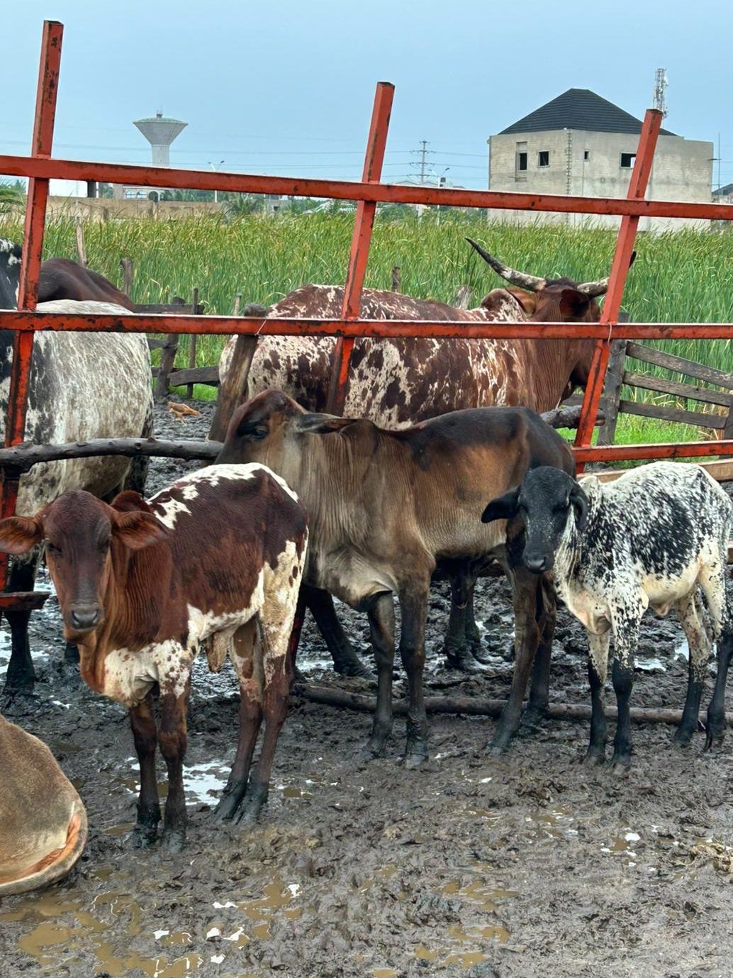 11 Onheto2 Elevage Conditions Sanitaires